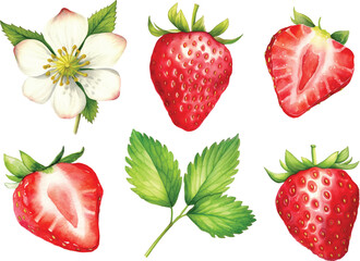 sset vector watercolor illustration of ripe strawberry with leaves and flowes, painted elements comp