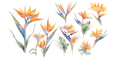 watercolor bird of paradise clipart for graphic resources