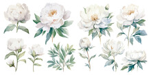 Watercolor Peony Clipart For Graphic Resources
