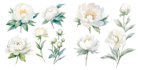 watercolor peony clipart for graphic resources