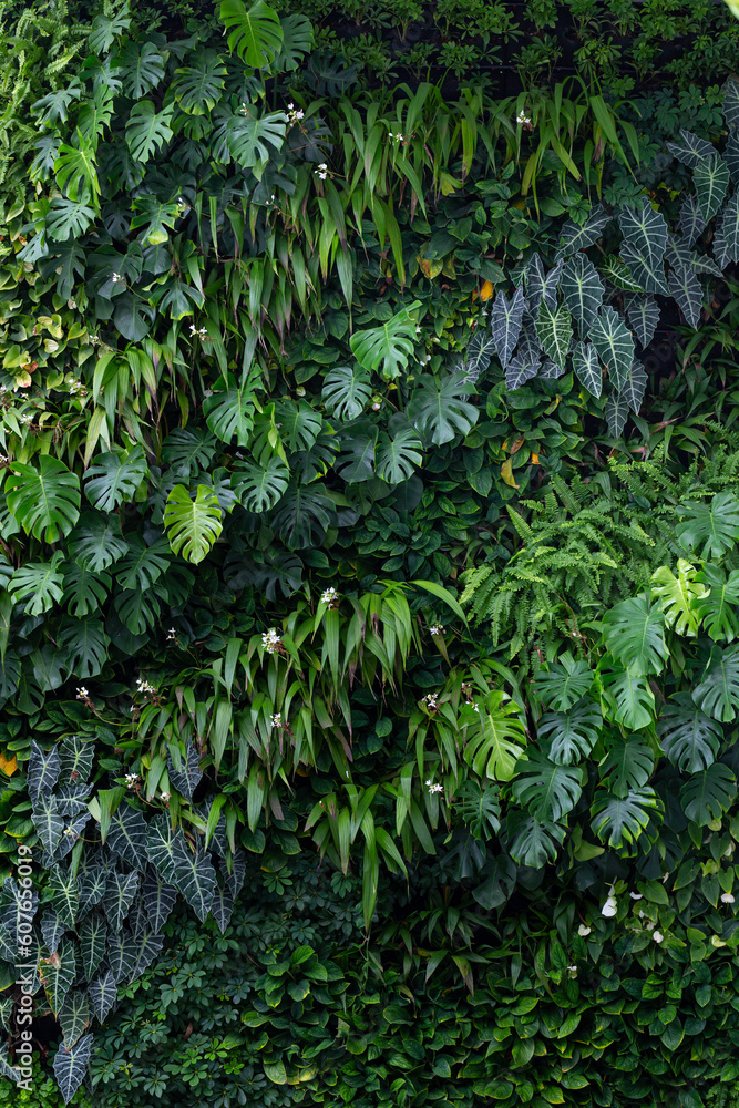 Beautiful vertical garden uses a variety of plants from the tropical  rainforest, such as the Alocasia, monstera, which is a beautifully  patterned foliage plant. Used as a backdrop to decorate Stock-bilde |