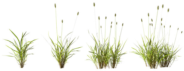 Flowery grass meadown on transparent backgrounds 3d illustrations png