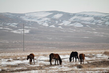 A Group Of Horses Grazing In A Winter Landscape. Almaty, Kazakhstan