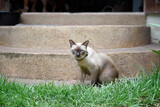 Fototapeta Tęcza - The Thai or Wichien Maat preserve the old-style or traditional Siamese cat