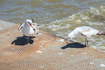 Two Seagulls on a Ferry