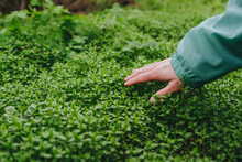 Man touching green grass in forest