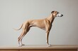 Graceful Greyhound dog creative illustration - Generative AI