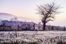 South African Karoo Fruit Farm In Crisp Winter Morning Frost. 