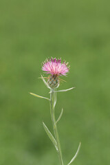 Wall Mural - Centaurea stoebe, the spotted knapweed or panicled knapweed, is a species of Centaurea