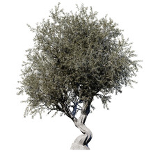 Olive Tree – Isolated Front View, Tree Cutout