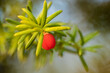 © LIMARIO - red aril of common yew, taxus baccata,