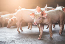 Pig Farming Industry Fattening Pigs For Consumption Of Meat , Pork Is The Food Of The World's Population.