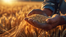 The Hands Of A Farmer Close Up Pour A Handful Of Wheat Grains In A Wheat Field. Generative Ai