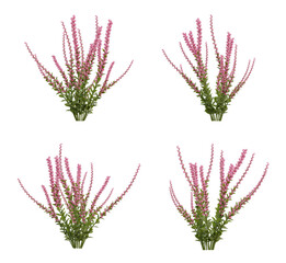 Wall Mural - pink calluna plant on transparent background, nature meadow, 3d render illustration.