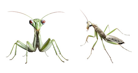 Wall Mural - mantis isolated with transparent background.