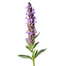 Lavender Isolated On White Background