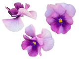 紫のパンジーの花