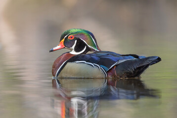 Wall Mural - A wood duck male with classic look swimming in a local pond in spring