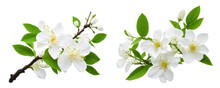 White Flowers Of Tree On White. Generative Ai	