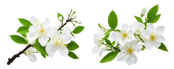 white flowers of tree on white. generative ai