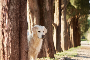 dog peeking out from behind a tree. Cute white golden retriever in nature. Walking with an obedient pet