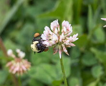 Bumble Bee Drinking From A Clover Flower 