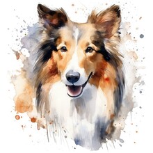 Collie Dog Portrait. Watercolor On White Background.