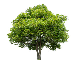 Aufkleber - Green tree isolated on transparent background with clipping path and alpha channel.