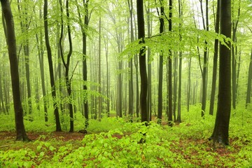 Wall Mural - Beech trees in spring forest on a mountain slope in foggy, rainy weather