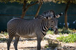 Zebra Zoo