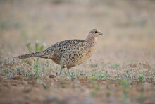 Common Pheasant Hen Roaming On Dry Ground