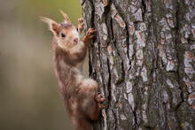 Cute Squirrel Climbing On Tree Trunk