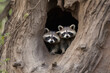 Three young raccoons scrambling over each other to peer out a hole in a large tree. AI