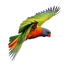 Wall Mural - rainbow lorikeet  isolated