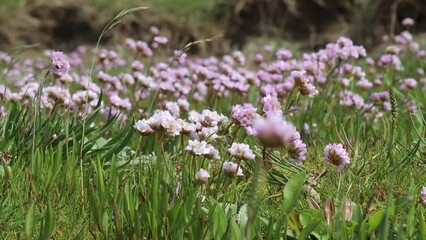 Wall Mural - Blühende Strand-Grasnelken (Armeria maritima) auf einer Salzwiese am ostfriesischen Wattenmeer