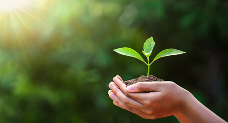 hand children holding young plant with sunlight on green nature background. concept eco earth day