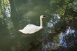 A white swan in a shady pond.
