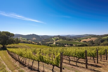 Canvas Print - vineyard with rolling hills and clear blue skies, created with generative ai