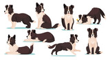 Fototapeta  - Set of cute Border Collie dog breed icons isolated on white background. Collection of canine characters with happy faces sleeping, running, barking, playing and sitting. Cartoon vector illustration.