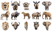 Collection Of Big 5 African Animal.
