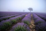 Fototapeta Lawenda - lavender field blanketed in misty morning fog, created with generative ai