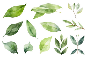 Wall Mural - Watercolor Matcha Green tea elements menu objects isolated on clear png background, various Japan matcha cups in cafe shop, morning drinks, delicious beverages clipart set, with Generative Ai.