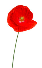 Wall Mural - coquelicot