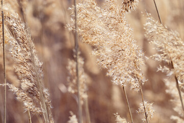 Dry plant reeds as beauty nature background, Abstract natural backdrop. Reed grass or pampas grass outdoors with daylight, life style nature scene, organic design poster. Soft focus