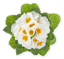 Spring Time Blossom Of White Primroses Flowers In Pot, Top View Close Up Isolated On White Background