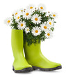 © amedeoemaja - Daisies Blooming plant in green rubber boots. Springtime and gardening concept or florist shop and garden works. Front view isolated on white background