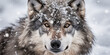 Close-up of wolf with snow on face in the winter