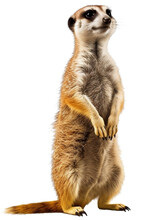 Meerkat Isolated On The Transparent Background PNG. AI Generative.