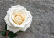 Andacht / im Gedenken - Weiße Rose auf einem Grabstein