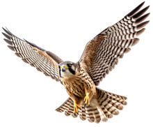 Flying Falcon Isolated On The Transparent Background PNG. AI Generative. 